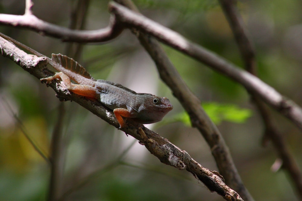 a small lizard sitting on a tree branch