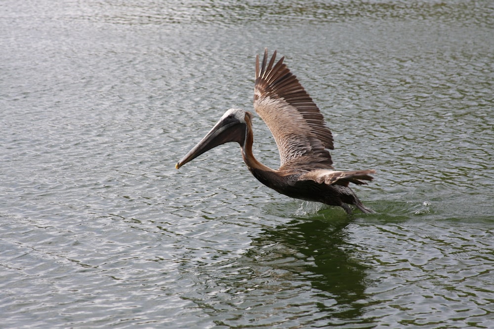 Un gran pájaro volando sobre un cuerpo de agua