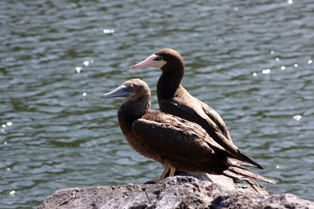 a couple of birds sitting on top of a rock next to a body of water