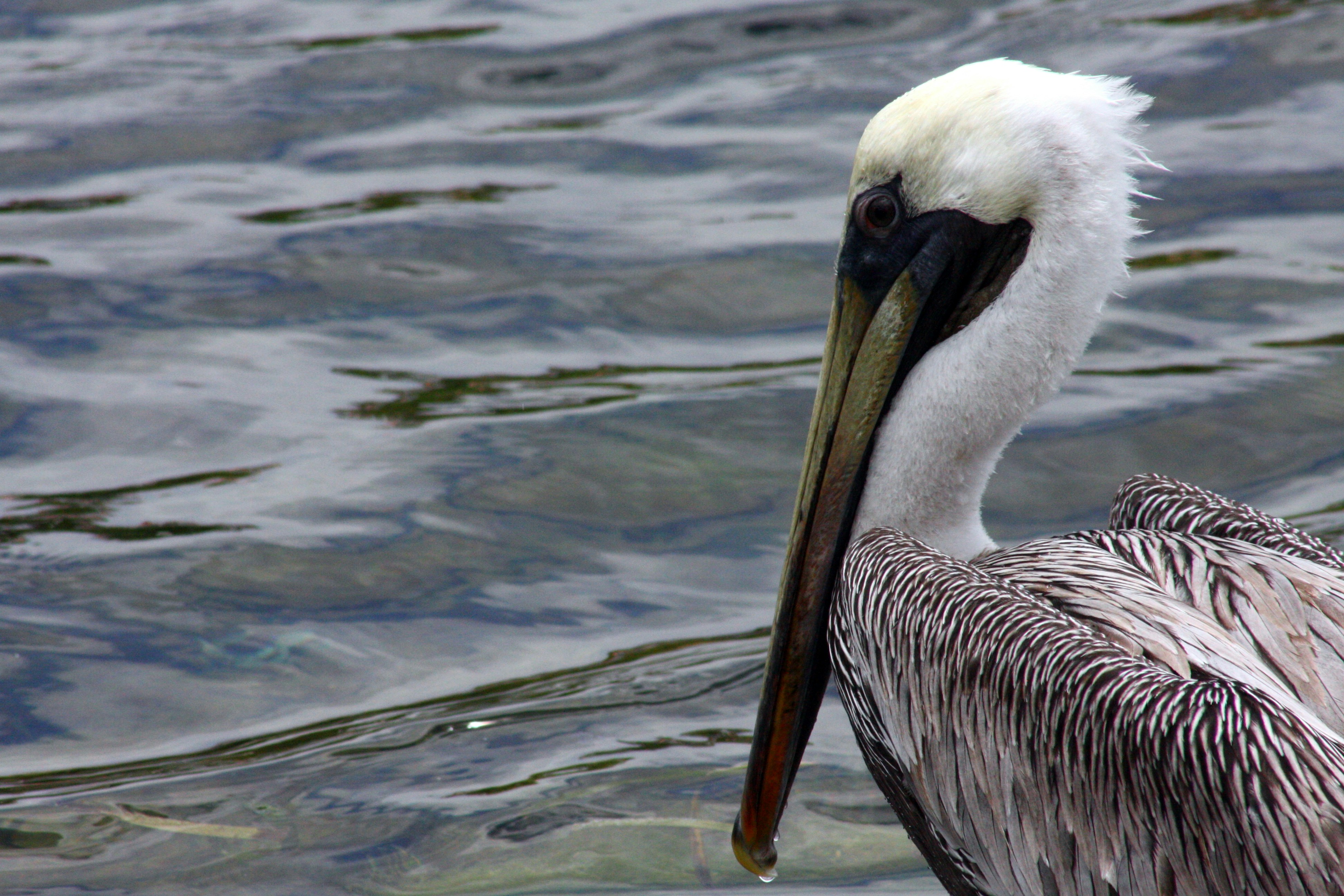 a bird with a long beak standing in the water, 