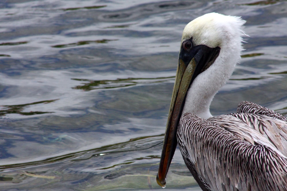 a bird with a long beak standing in the water