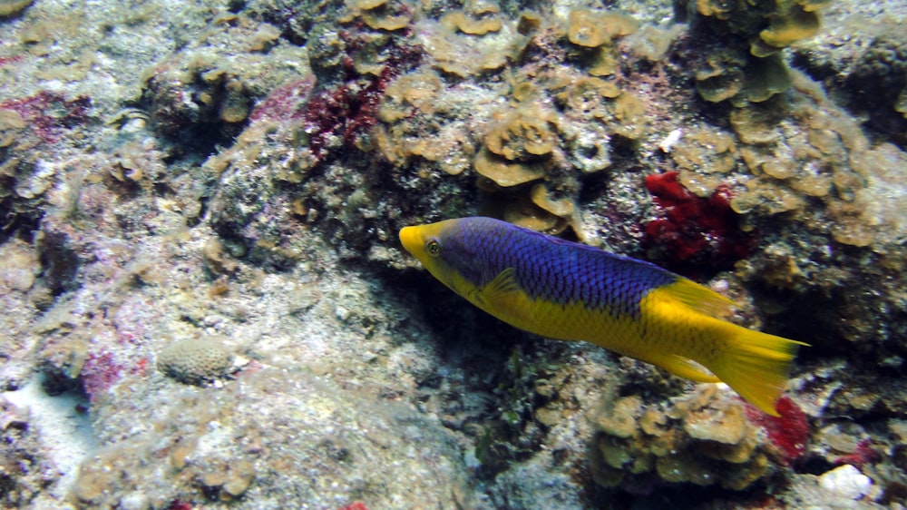 a blue and yellow fish on a coral reef