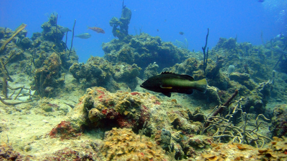 a group of fish swimming over a coral reef