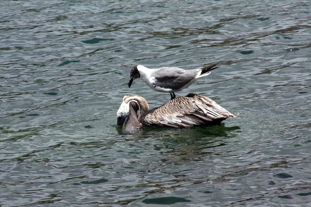 a couple of birds sitting on top of a body of water