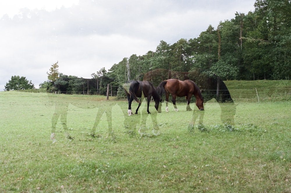 a couple of horses that are standing in the grass