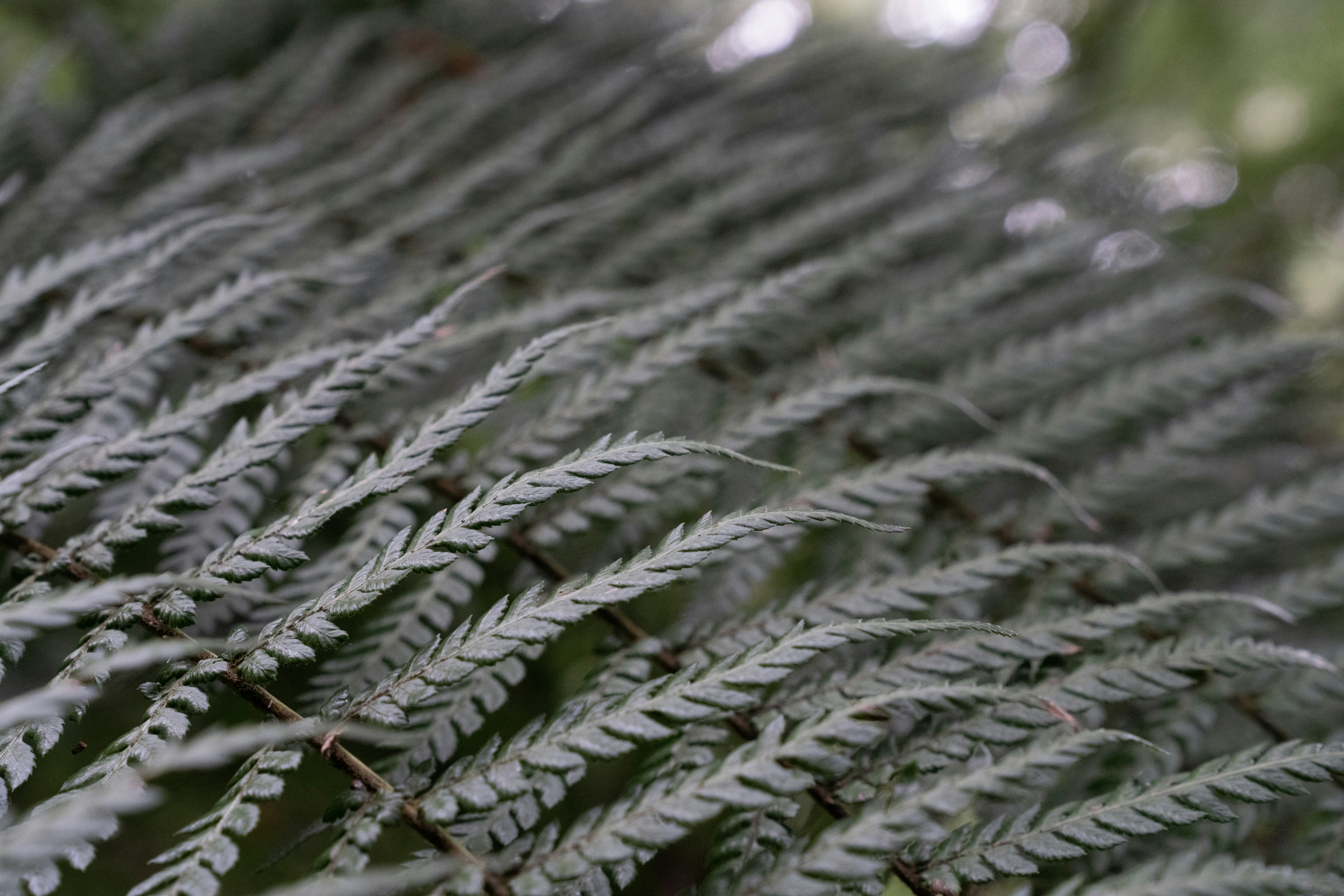 Upper Ferntree Gully, Victoria