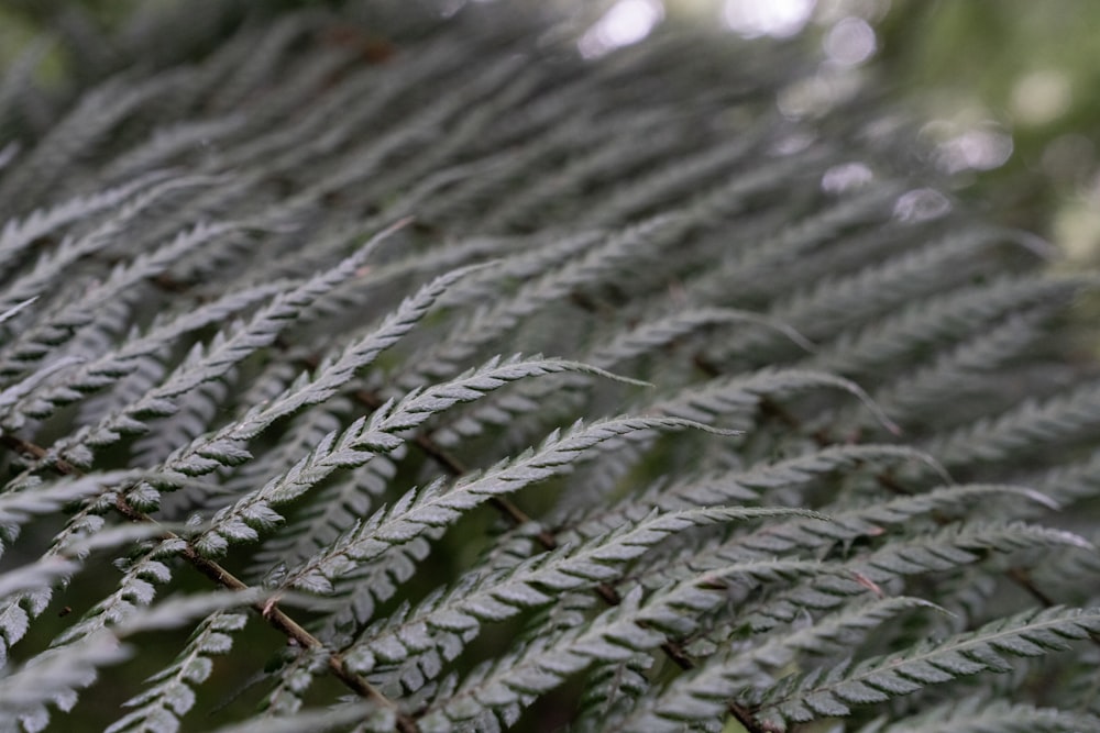 a close up of a plant with lots of leaves