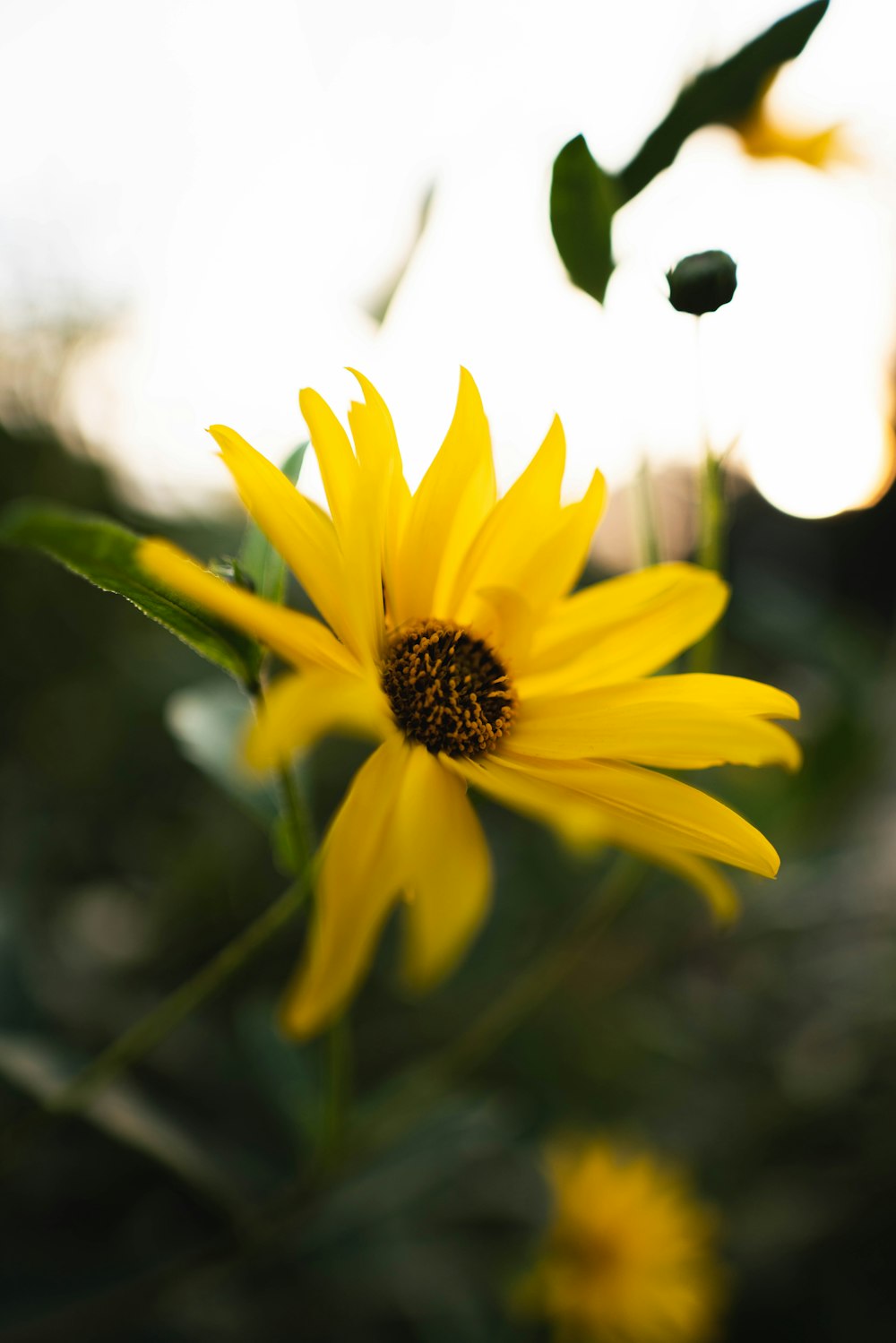 a close up of a yellow flower with a sky background