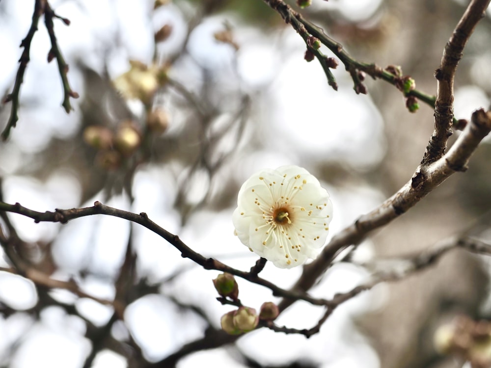 a small white flower on a tree branch