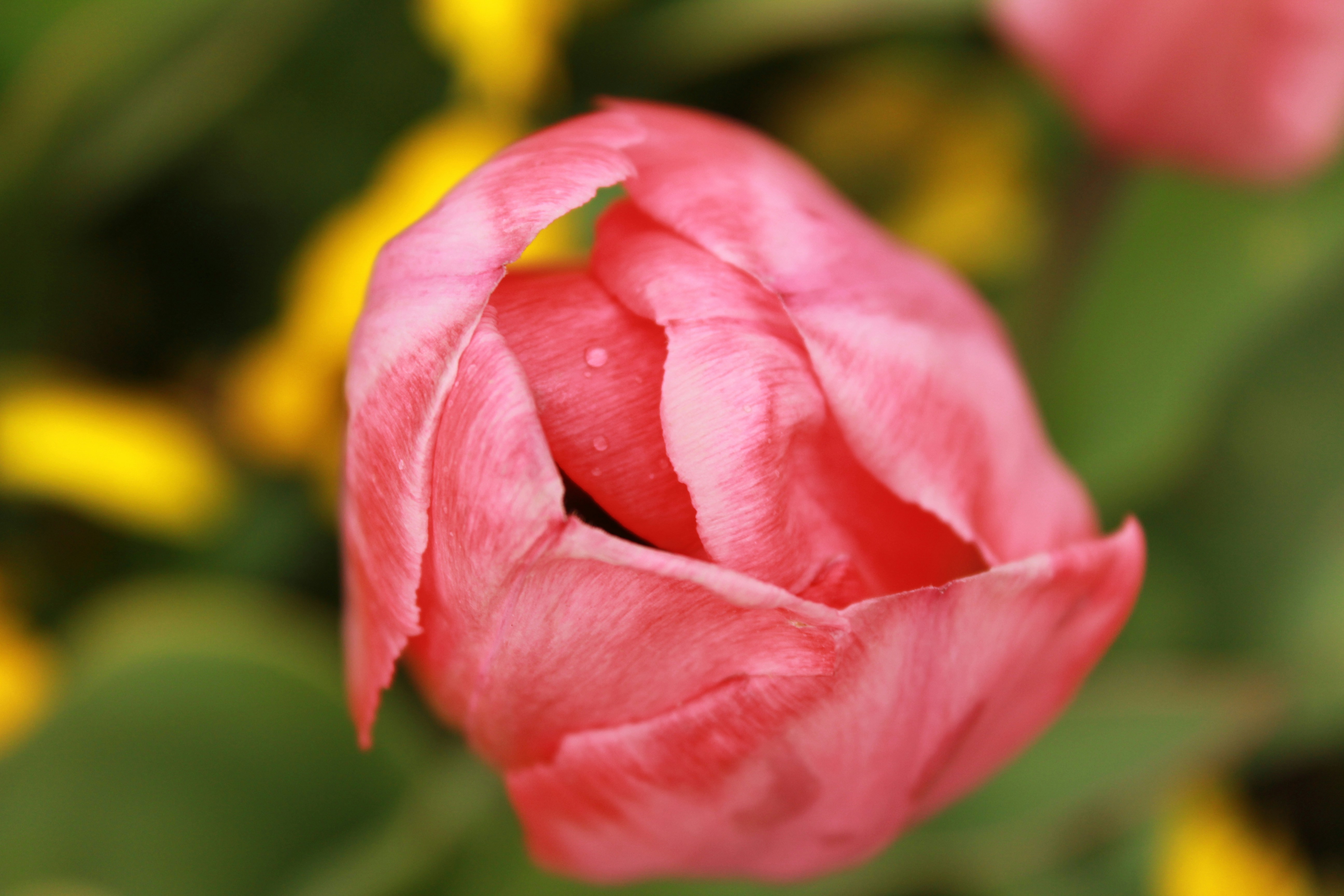 Photo by mostafazadeh_shiva