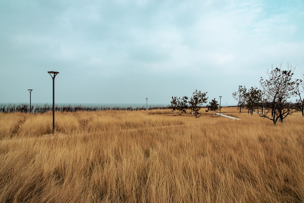 a grassy field with a street light in the distance