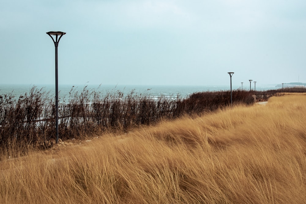 a field of tall grass next to a light pole