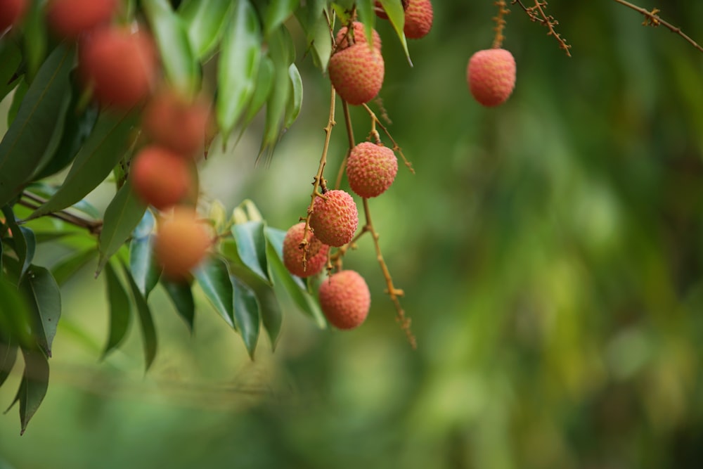 um cacho de frutas penduradas em uma árvore