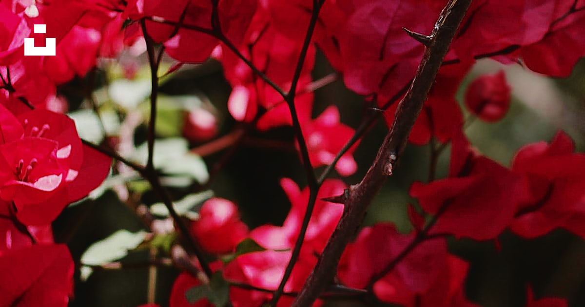 Un bouquet de fleurs rouges qui sont sur un arbre photo – Photo Plante ...