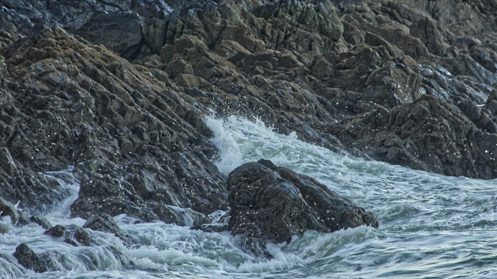 a bird standing on a rock in the ocean