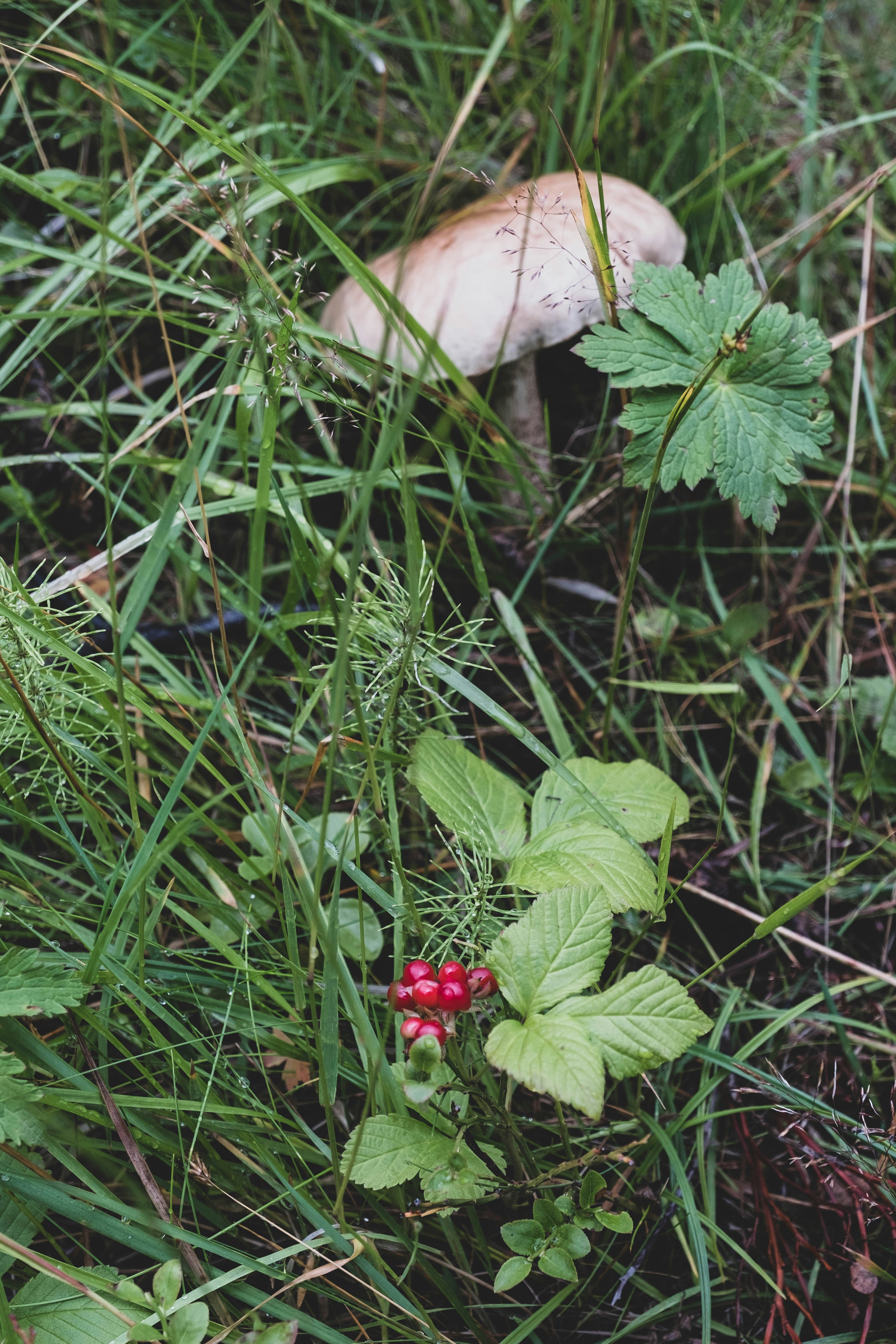 a mushroom sitting in the grass next to a plant