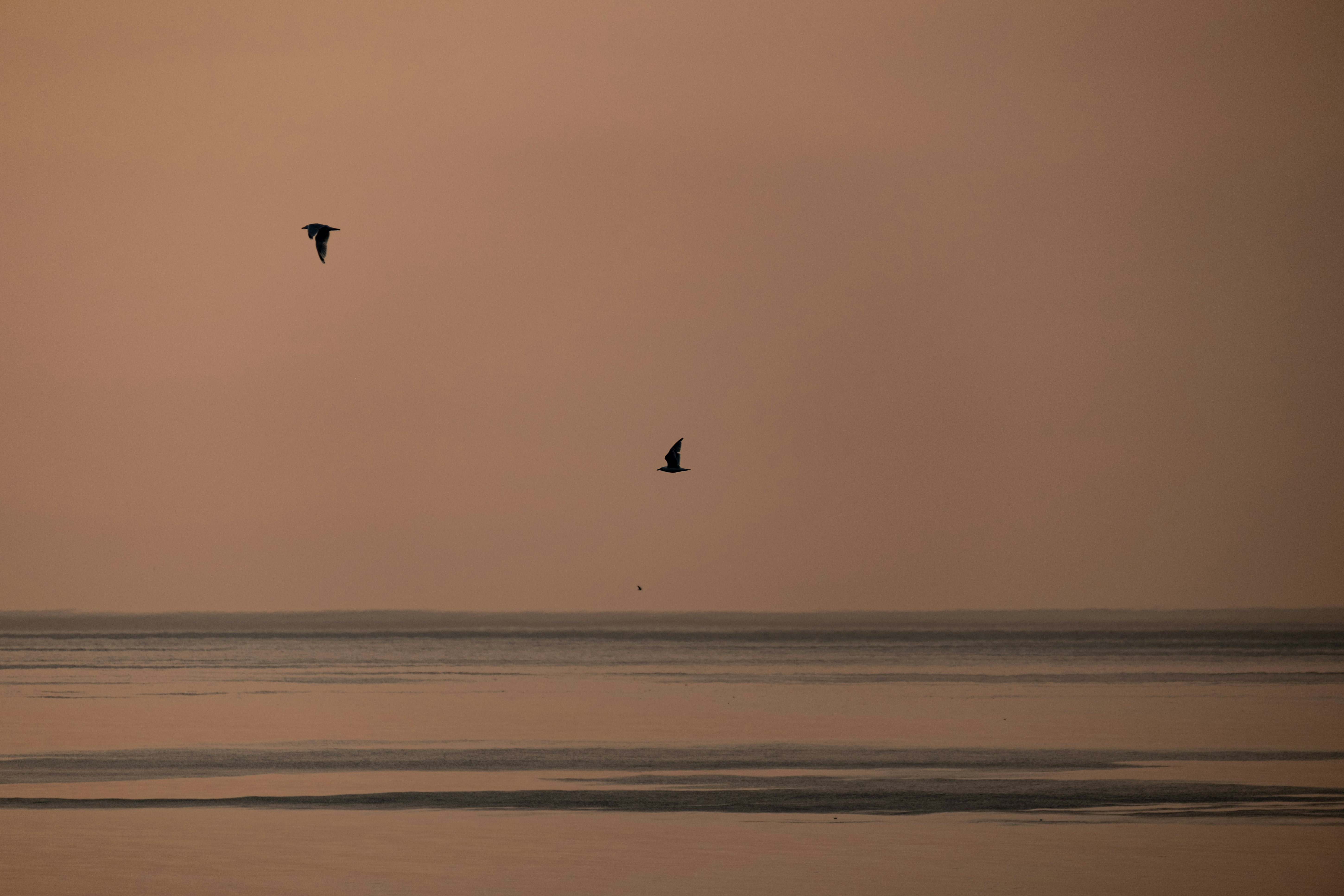 a couple of birds flying over a large body of water
