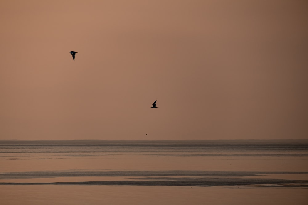 a couple of birds flying over a large body of water