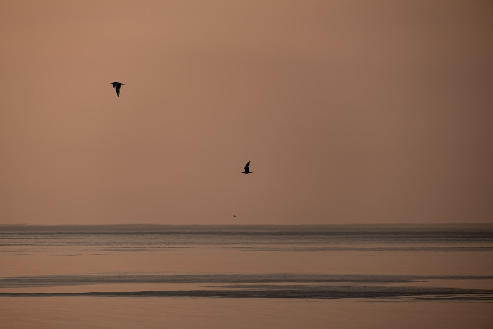 Un par de pájaros volando sobre una gran masa de agua