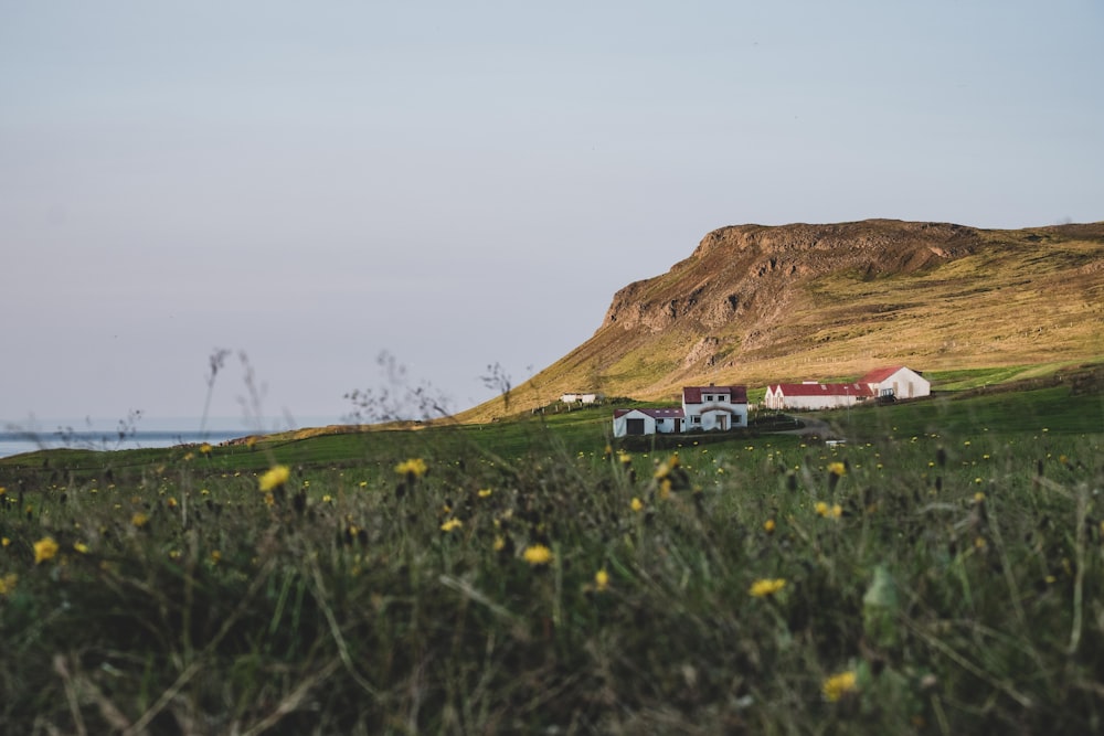 a house in the middle of a field with a mountain in the background