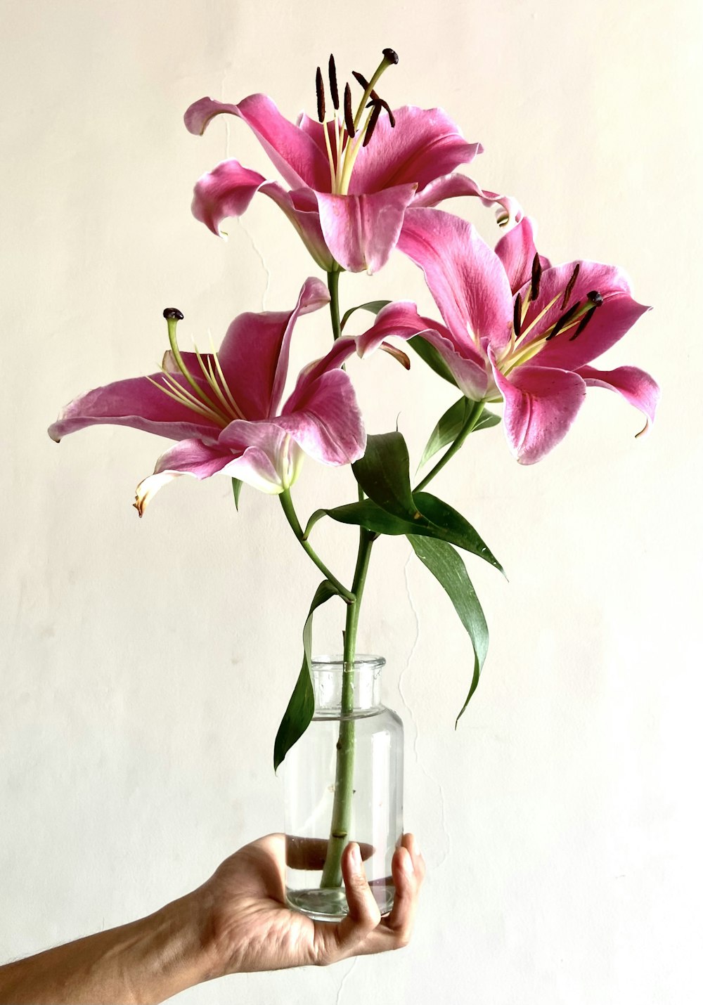 una persona che tiene un vaso con fiori in esso