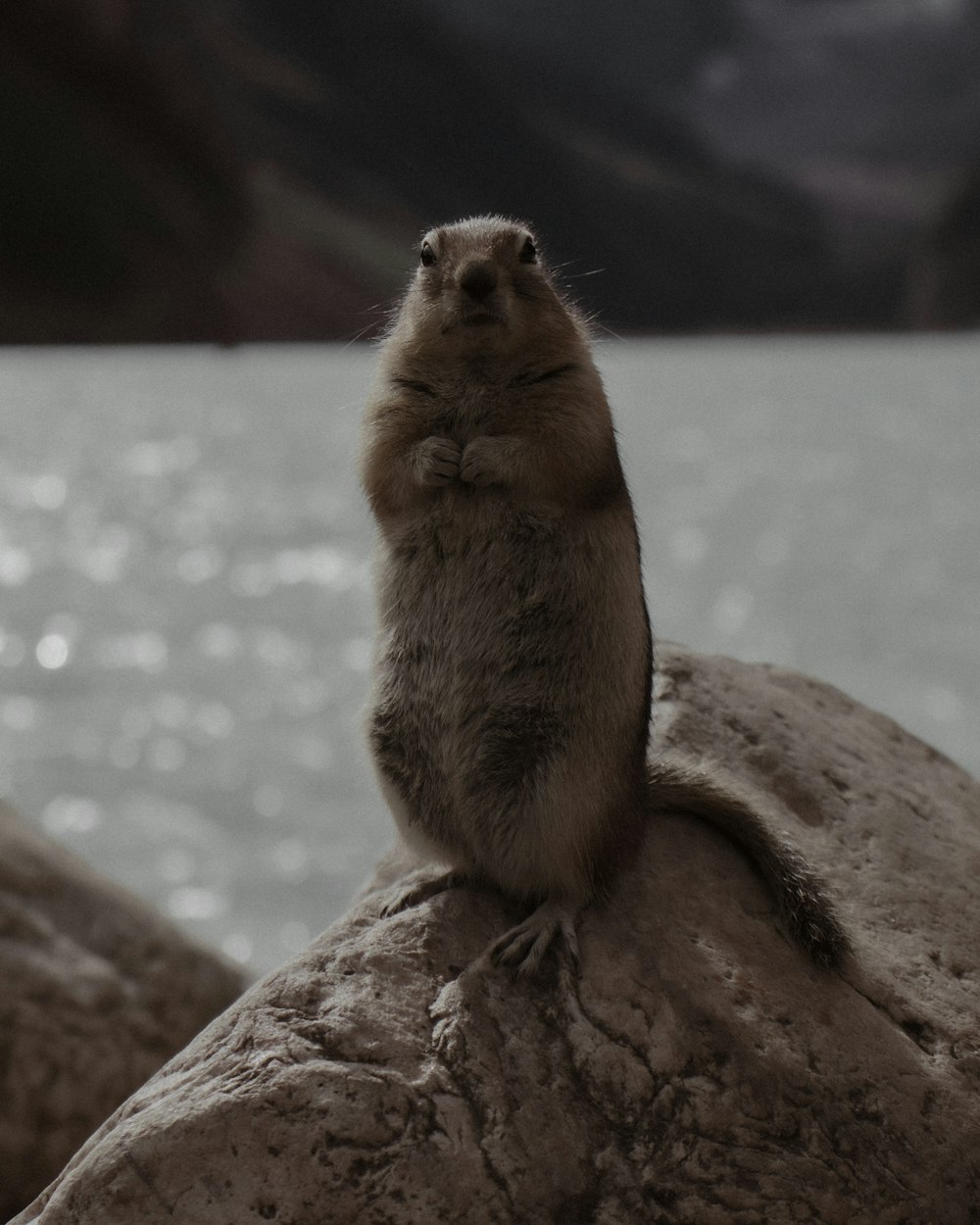 a small animal standing on top of a rock