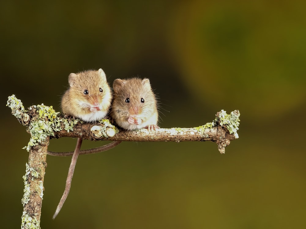 two small brown mice sitting on a branch