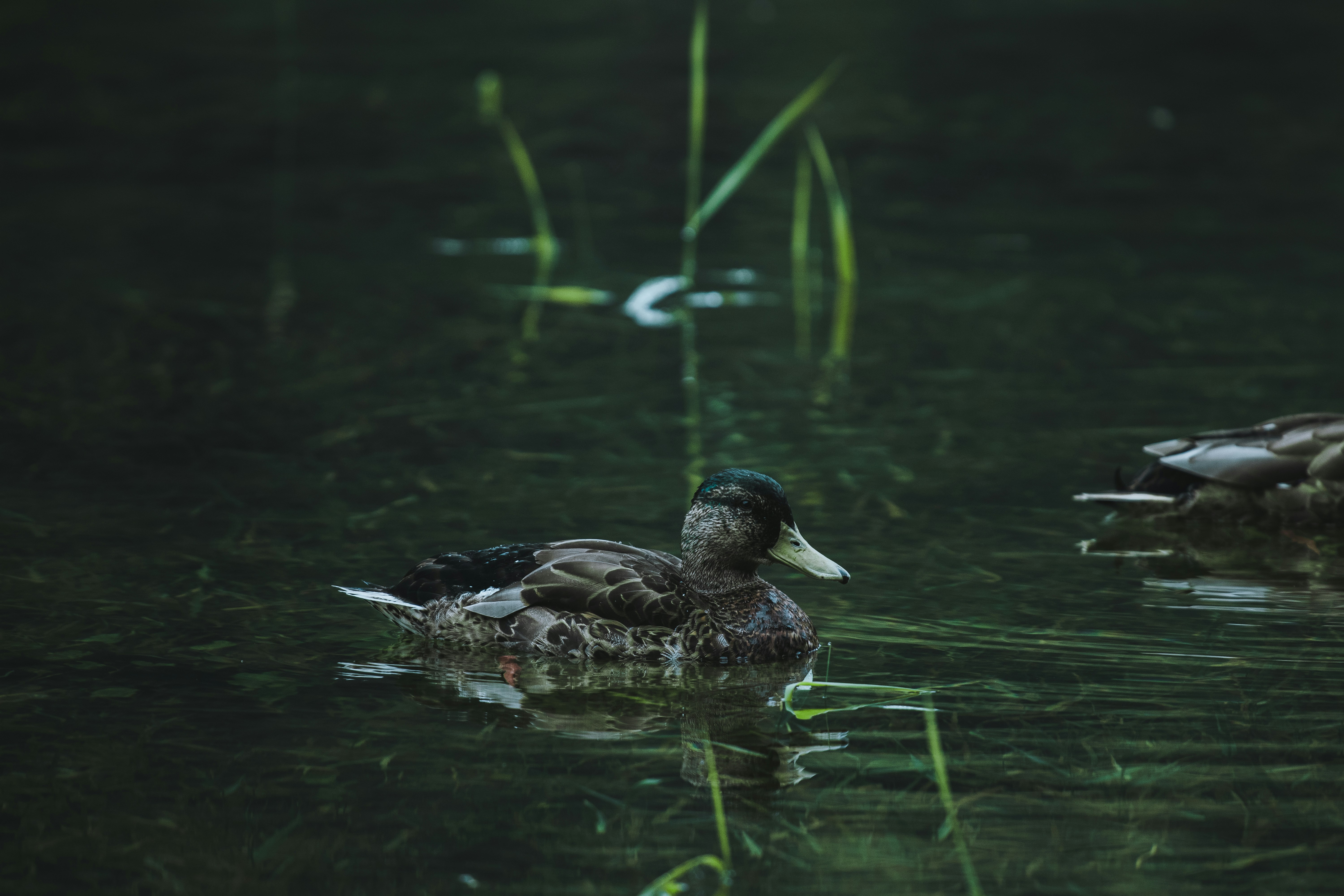 Photo by skopekmiroslav