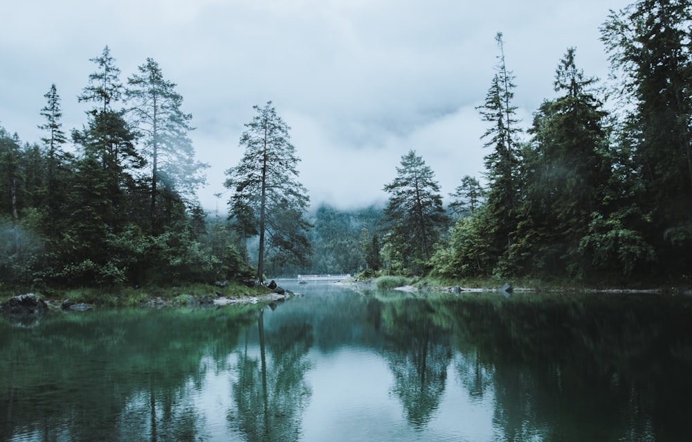 a body of water surrounded by trees