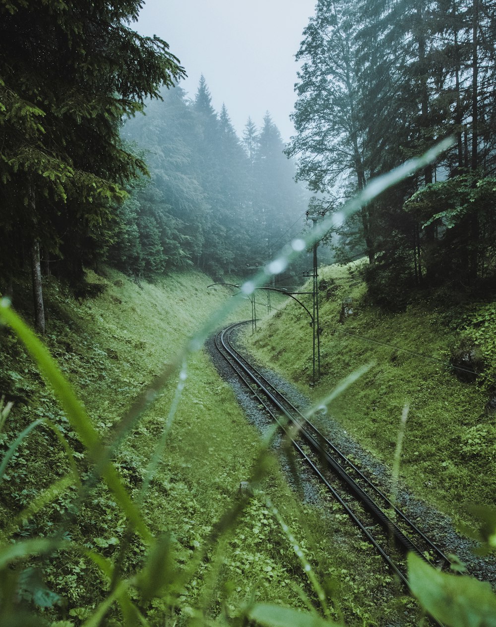 a train traveling through a lush green forest