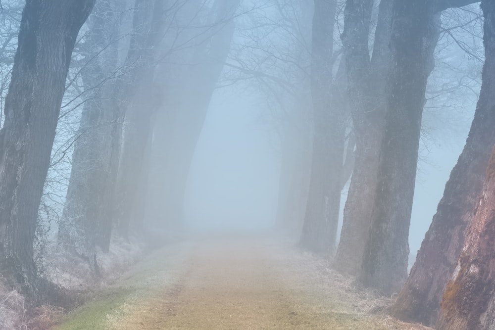 a foggy road with trees on both sides