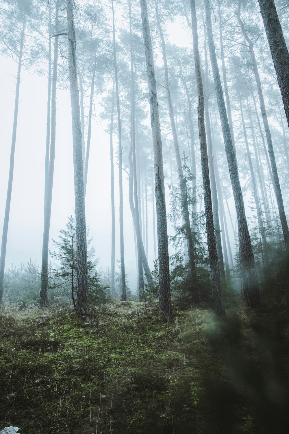 a forest filled with lots of tall trees