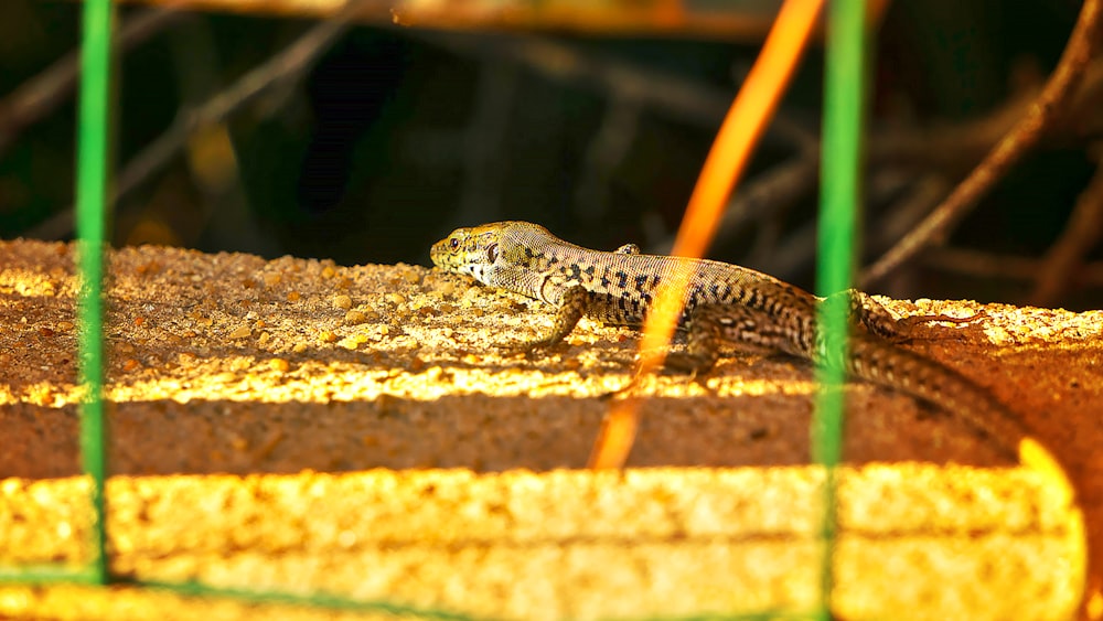 a lizard sitting on the ground in a cage