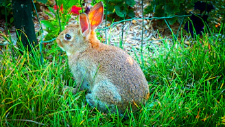 A playful rabbit with soft fur hopping in a bright garden setting