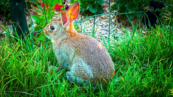 A playful rabbit hopping around in a green garden.