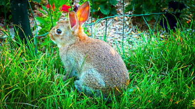 A playful rabbit with soft fur hopping in a bright garden setting