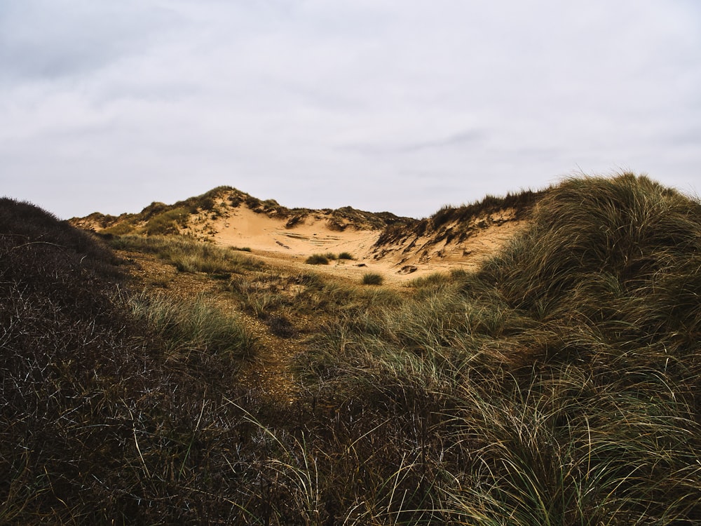 Una zona de césped con dunas de arena en el fondo