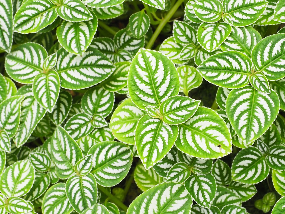 a close up of a green and white plant