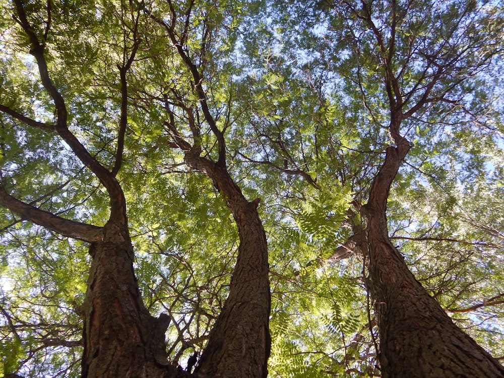 looking up at the tops of three trees