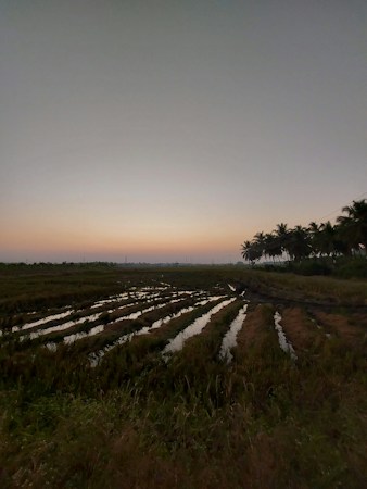 A serene landscape at dawn or dusk featuring water-filled rice paddies that reflect the soft light of the sky. Coconut trees line the horizon on the right side, and the sky exhibits a gradient from dark to light, giving it a calm and peaceful vibe.