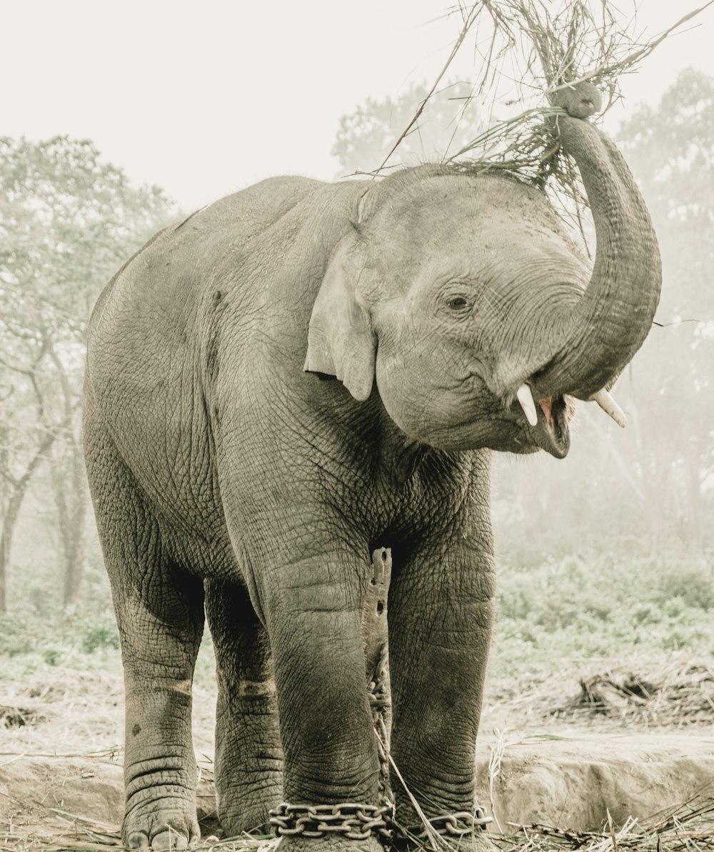 a large elephant standing on top of a dirt field
