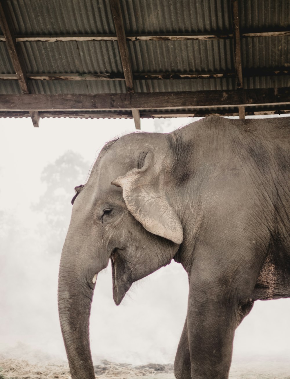 a large elephant standing under a wooden structure