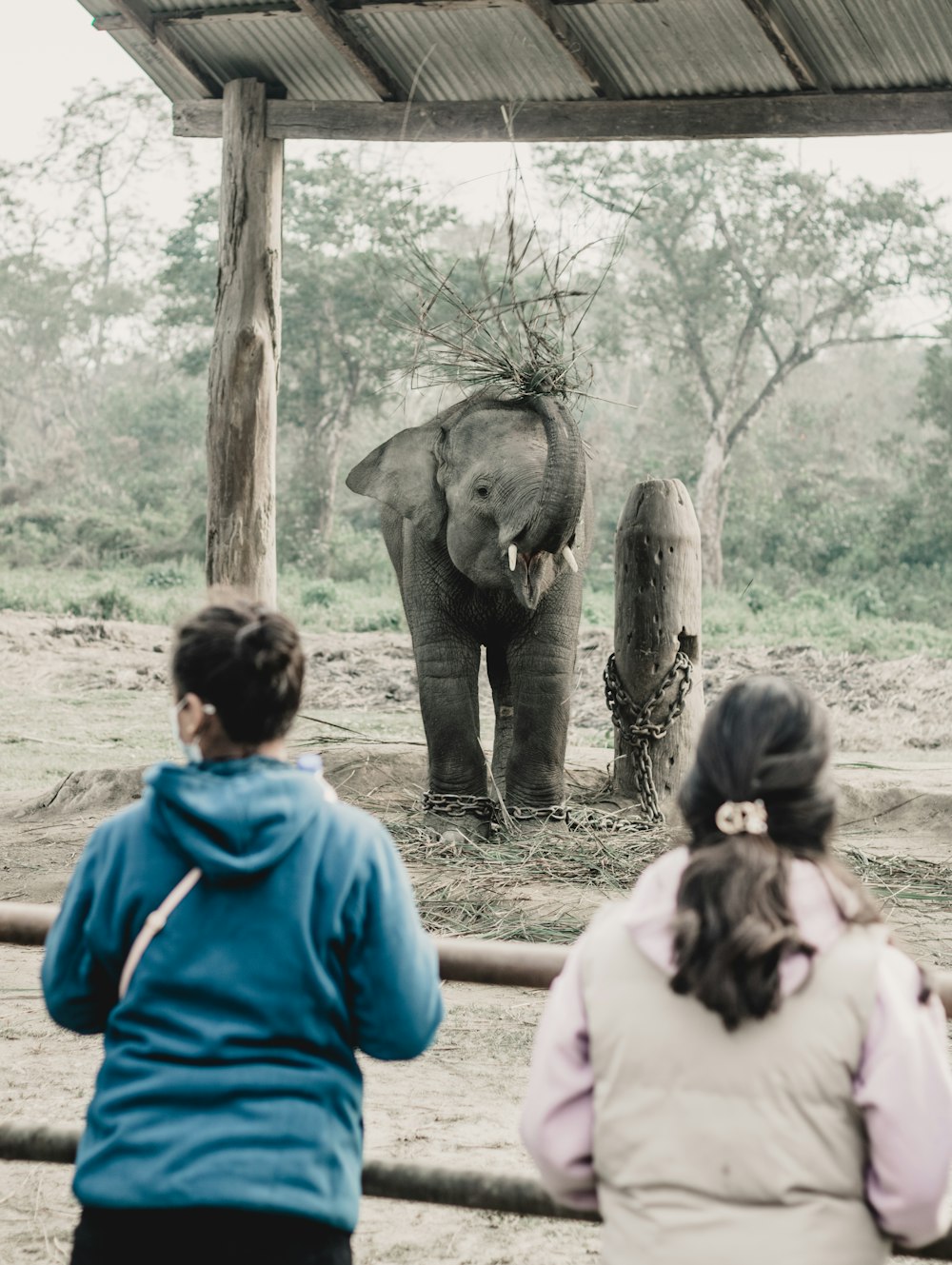 a group of people watching an elephant through a fence