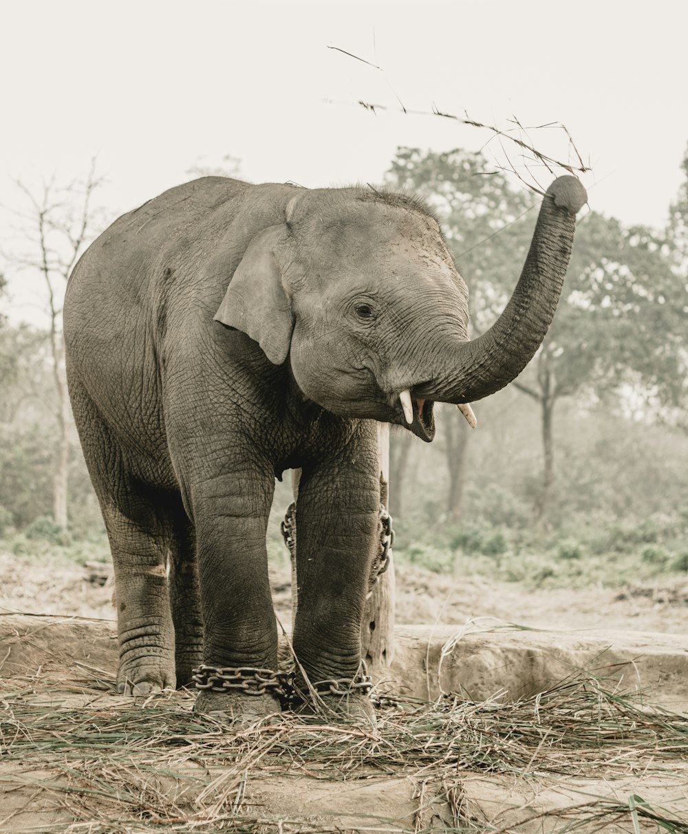 Ein großer Elefant steht auf einem Feldfeld