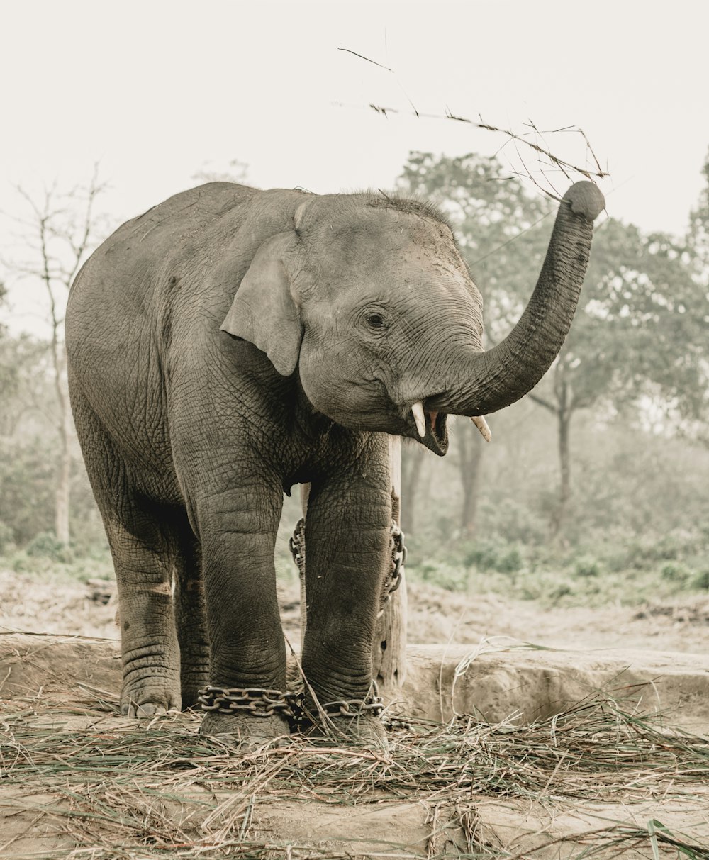 a large elephant standing on top of a dirt field