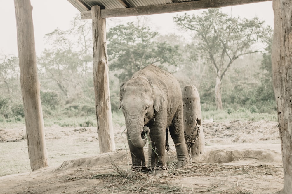 a baby elephant standing under a wooden structure