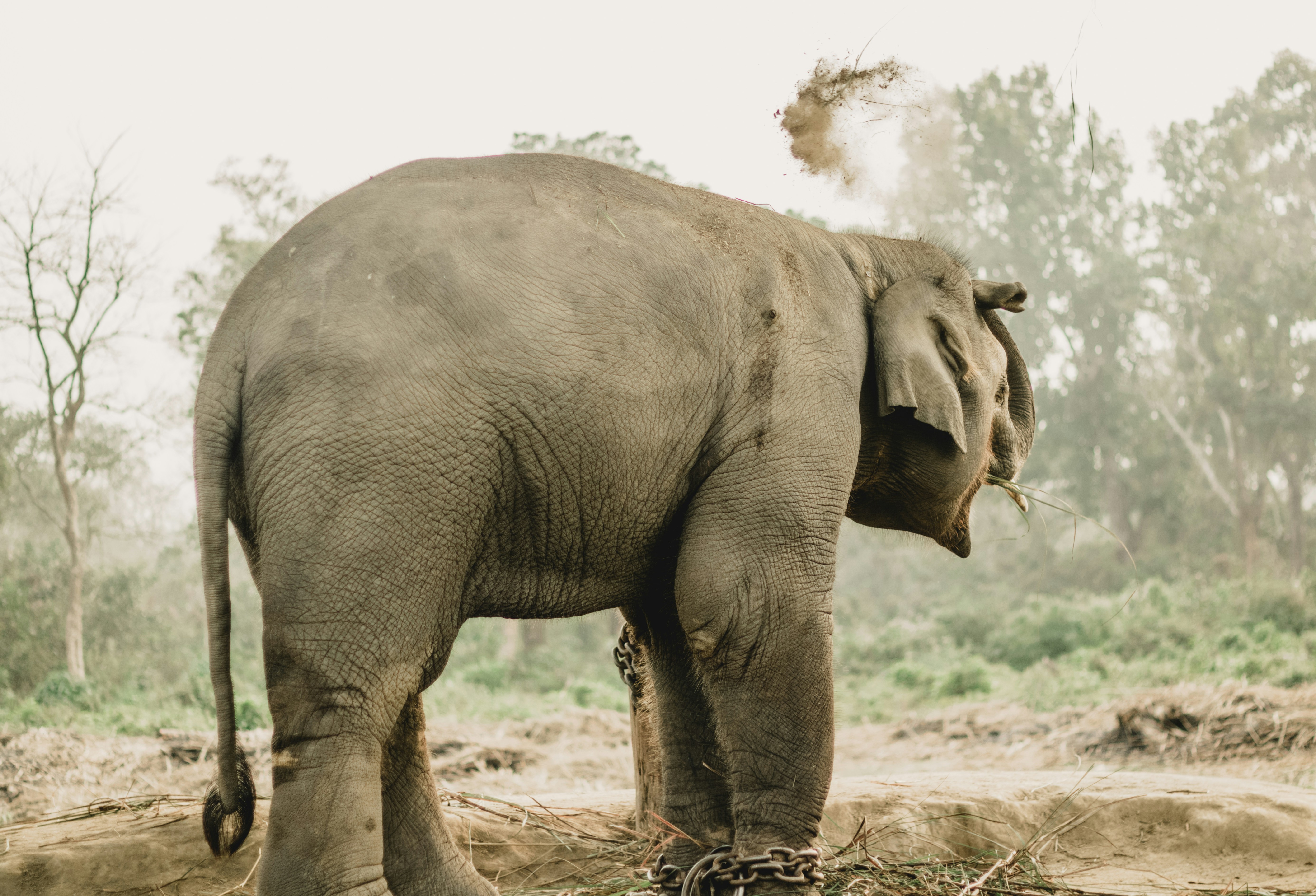 Visit to Elephant Breeding Center Chitwan  – Of the two elephant-breeding centers that exist in the world one lies in the Chitwan National Park. In Nepal, the elephant is fast becoming one of the most endangered animals and the center was established to increase its numbers. You will have an opportunity to visit the breeding center. Learn about the efforts to increase the pachyderm population and get to see several cow elephants and their calves.