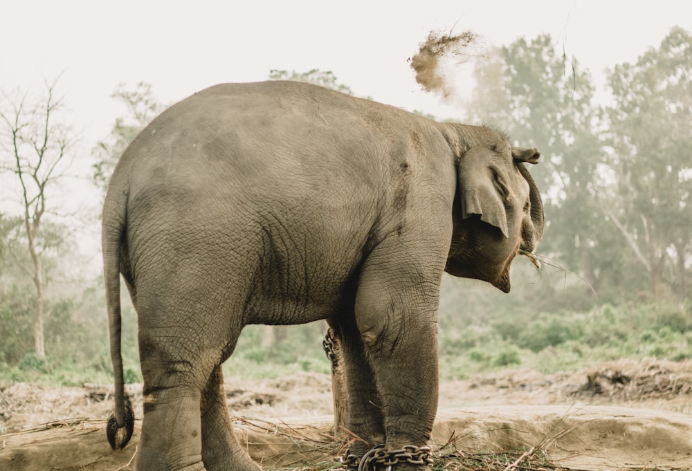 Ein Elefant steht auf einem Feldfeld mit Bäumen im Hintergrund