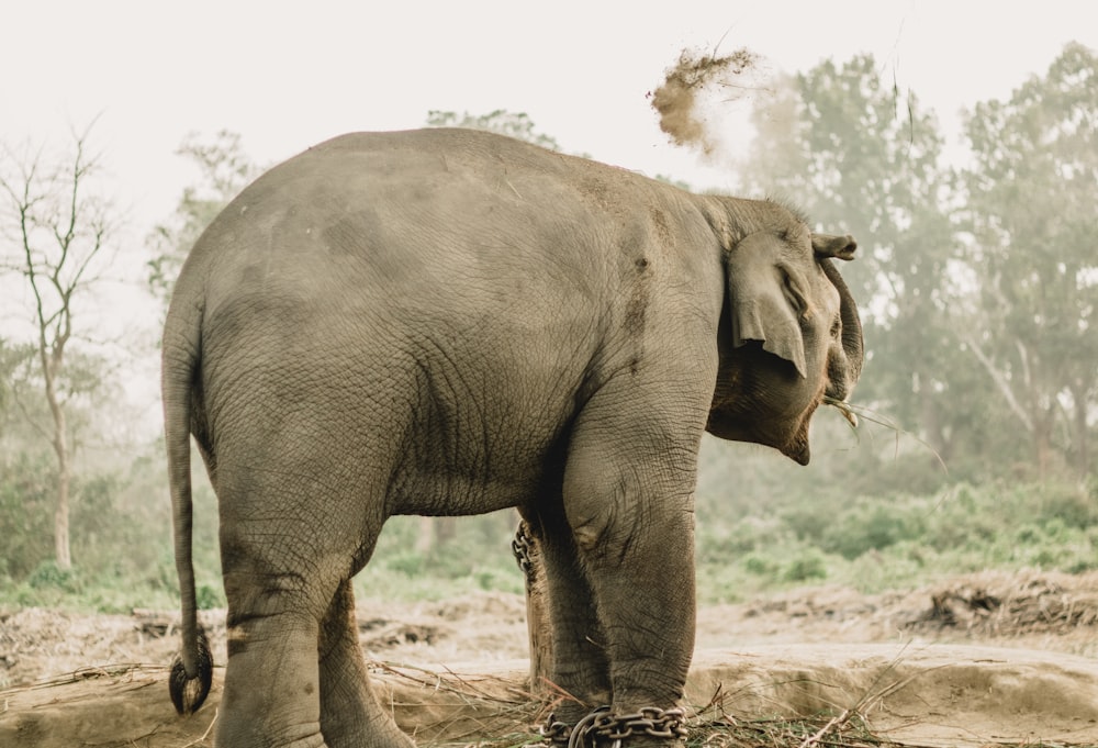 an elephant standing in a dirt field with trees in the background
