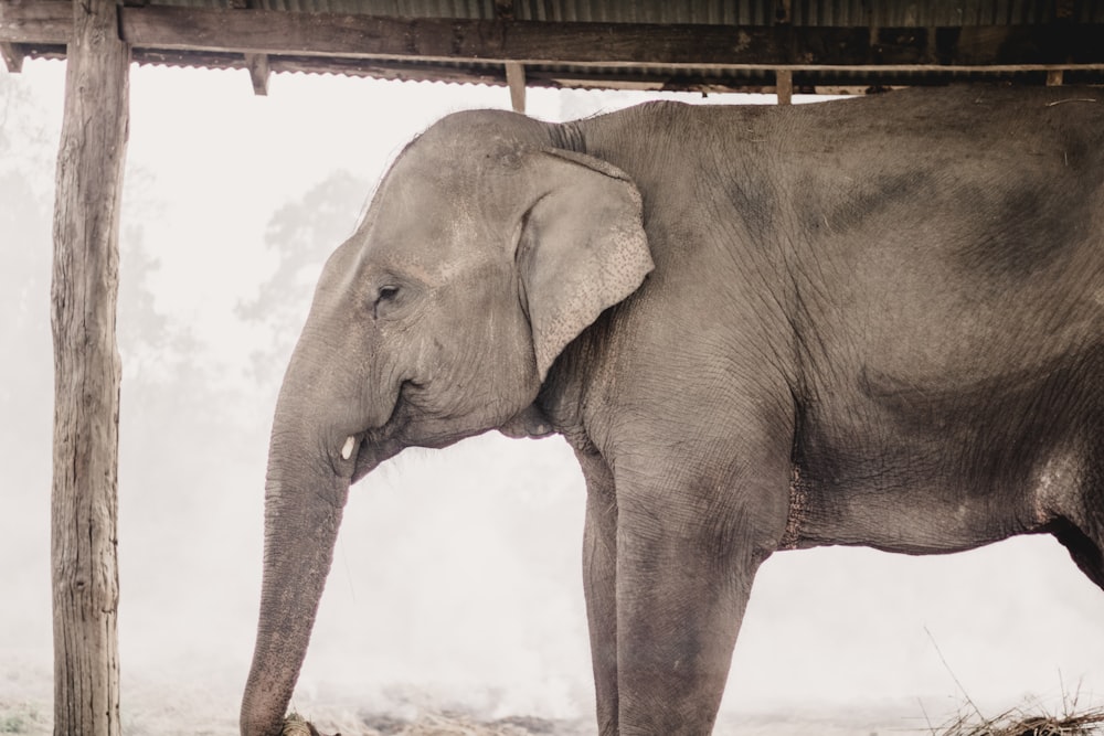 a large elephant standing under a wooden structure